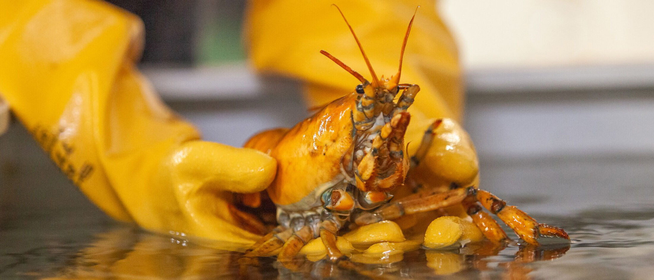 A rare yellow lobster, named Banana, has been caught off the coast of Maine